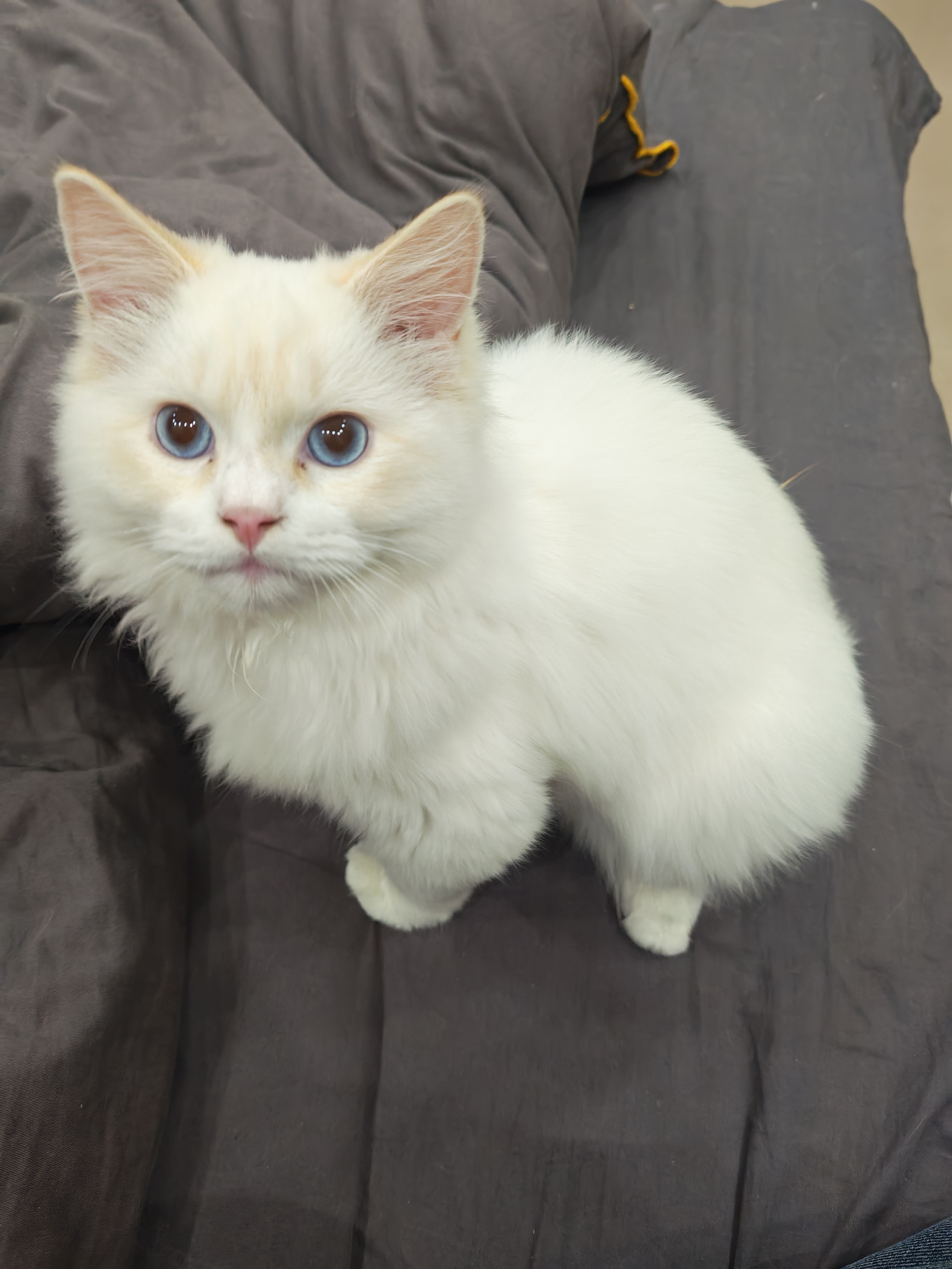 纯种火焰色布偶